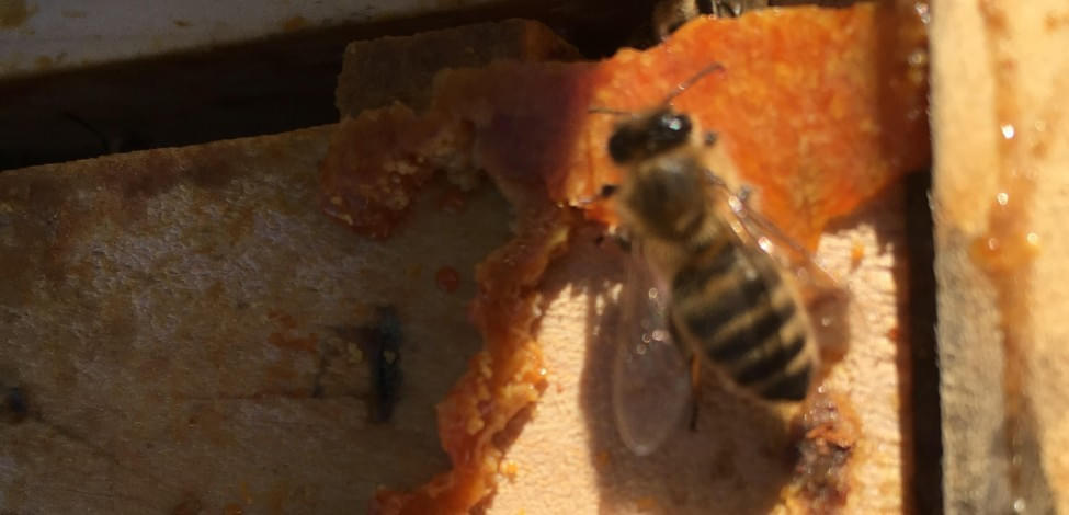 '.Biene auf Rähmchen mit Propolis.'