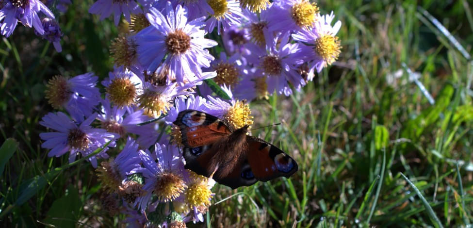 '.Blumen und Insekten.'