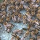 Den-Bienen-hlefen