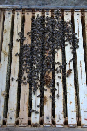 Bienensitz