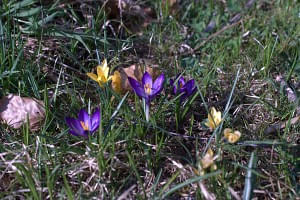 Blumen im März