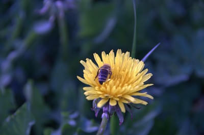 Biene auf Blume