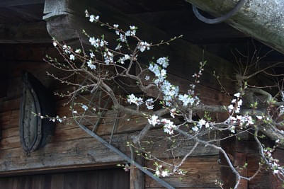 blühender Baum