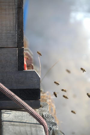 Bienenstöcke Flugloch
