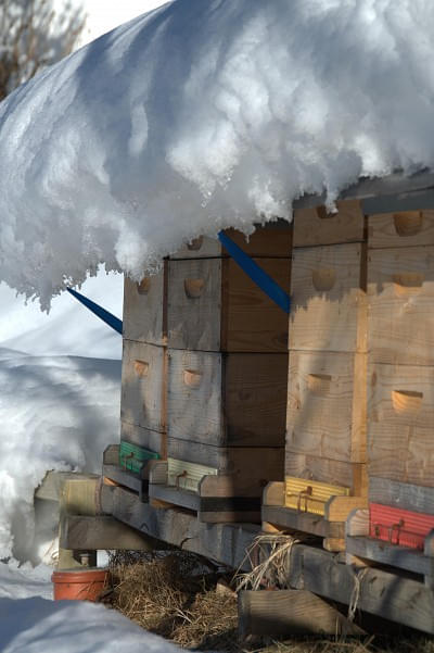 Bienenstöcke im Schnee