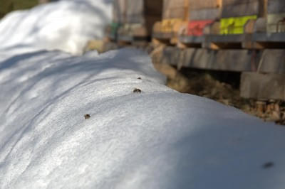 Bienenstock im Winter