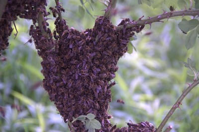 Bienenschwarm im Apfelbaum