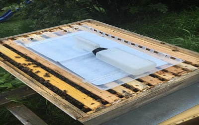 Varroa