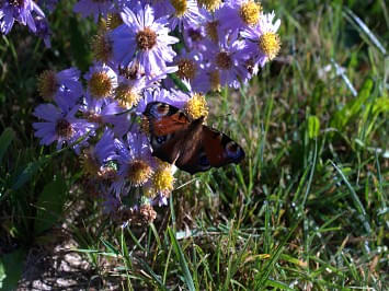 Schmetterling im  Paradiesgarten